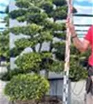 Japan-Stechpalme - Ilex crenata