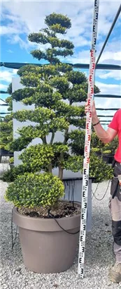 Japan-Stechpalme - Ilex crenata