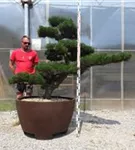 Japanische Schwarz-Kiefer - Pinus thunbergii