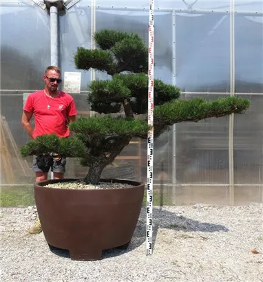 Japanische Schwarz-Kiefer - Pinus thunbergii