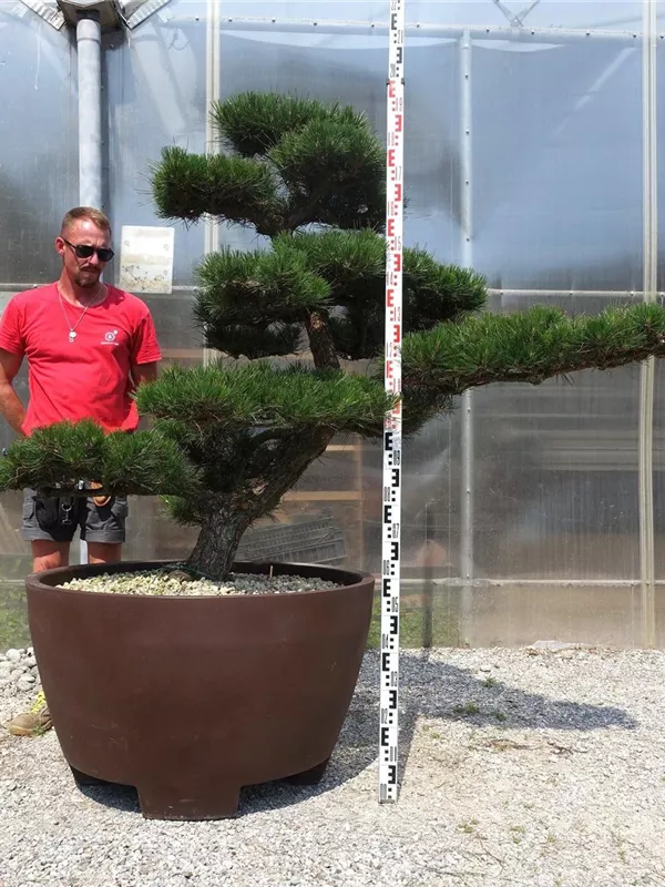 Japanische Schwarz-Kiefer - Pinus thunbergii