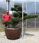 Japanische Schwarz-Kiefer - Pinus thunbergii
