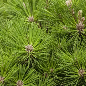 Pinus thunbergii