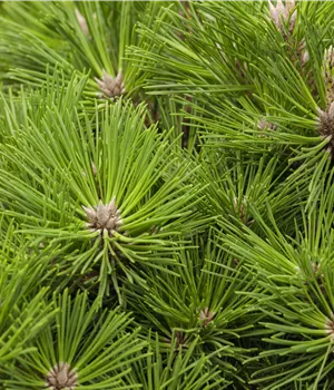 Pinus thunbergii