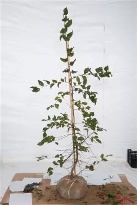 Hainbuche,Weißbuche - Carpinus betulus - Heckenpflanzen