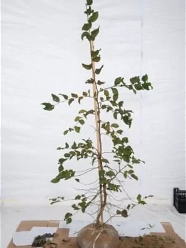 Hainbuche,Weißbuche - Carpinus betulus - Heckenpflanzen