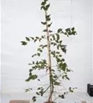 Hainbuche,Weißbuche - Carpinus betulus - Heckenpflanzen