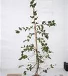 Hainbuche,Weißbuche - Carpinus betulus - Heckenpflanzen