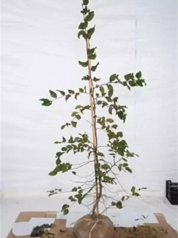 Hainbuche,Weißbuche - Carpinus betulus - Heckenpflanzen