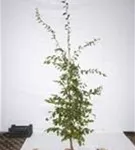 Hainbuche,Weißbuche - Carpinus betulus - Heckenpflanzen