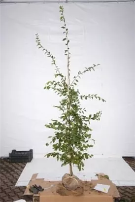 Hainbuche,Weißbuche - Carpinus betulus - Heckenpflanzen