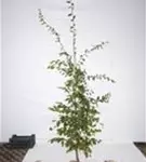Hainbuche,Weißbuche - Carpinus betulus - Heckenpflanzen