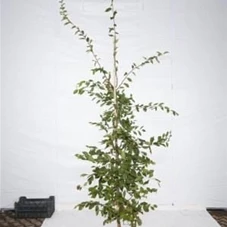 Carpinus betulus - Heckenpflanzen, mB 200- 225
