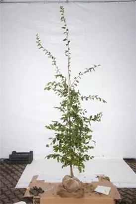 Hainbuche,Weißbuche - Carpinus betulus - Heckenpflanzen