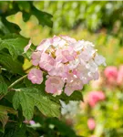 Eichenblättr.Hortensie - Hydrangea querc. 'Jetstream®'