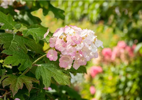 Hydrangea querc. 'Jetstream®' - Eichenblättr.Hortensie