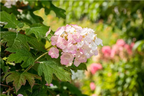 Eichenblättr.Hortensie - Hydrangea querc. 'Jetstream®'