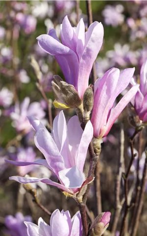 Magnolia 'Susan'