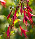 Winterharte Fuchsie 'Gracilis' - Fuchsia magellanica 'Gracilis'