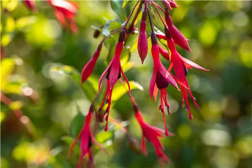 Winterharte Fuchsie 'Gracilis' - Fuchsia magellanica 'Gracilis'