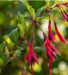 Winterharte Fuchsie 'Gracilis' - Fuchsia magellanica 'Gracilis'