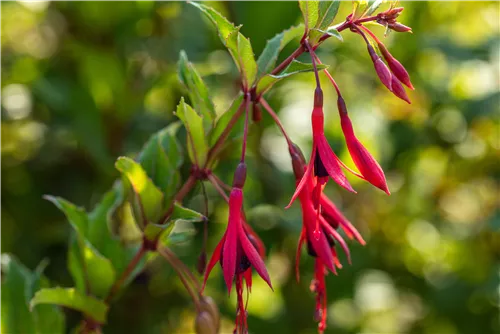 Winterharte Fuchsie 'Gracilis' - Fuchsia magellanica 'Gracilis'