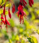 Winterharte Fuchsie 'Gracilis' - Fuchsia magellanica 'Gracilis'