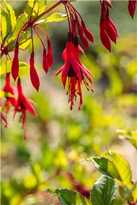 Winterharte Fuchsie 'Gracilis' - Fuchsia magellanica 'Gracilis'