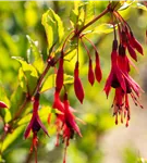Winterharte Fuchsie 'Gracilis' - Fuchsia magellanica 'Gracilis'