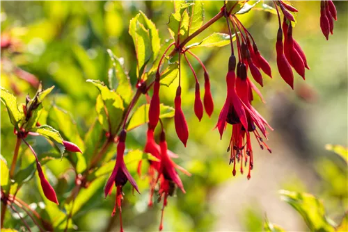 Winterharte Fuchsie 'Gracilis' - Fuchsia magellanica 'Gracilis'