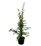 Feuerdorn 'Red Column' - Pyracantha 'Red Column'