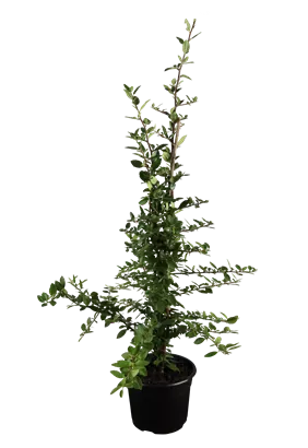Feuerdorn 'Red Column' - Pyracantha 'Red Column'