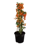 Feuerdorn 'Red Column' - Pyracantha 'Red Column'