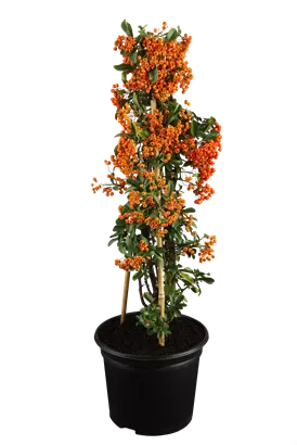 Feuerdorn 'Red Column' - Pyracantha 'Red Column'