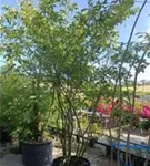 Kupfer-Felsenbirne - Amelanchier lamarckii - Formgehölze