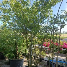 Amelanchier lamarckii - Formgehölze, C 130 mehrstämmig 250- 300