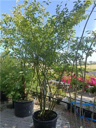 Kupfer-Felsenbirne - Amelanchier lamarckii - Formgehölze