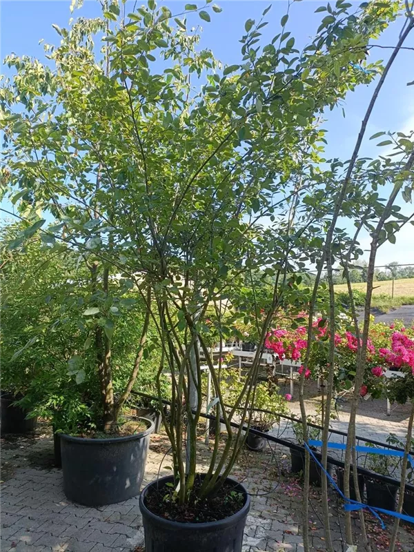 Kupfer-Felsenbirne - Amelanchier lamarckii - Formgehölze