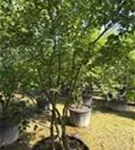 Kupfer-Felsenbirne - Amelanchier lamarckii - Formgehölze