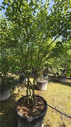 Kupfer-Felsenbirne - Amelanchier lamarckii - Formgehölze