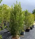 Ovalblättr.Liguster - Ligustrum ovalifolium - Heckenpflanzen