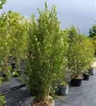 Ovalblättr.Liguster - Ligustrum ovalifolium - Heckenpflanzen