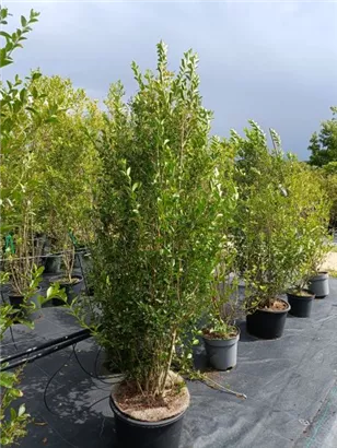 Ovalblättr.Liguster - Ligustrum ovalifolium - Heckenpflanzen