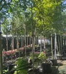 Stieleiche - Quercus robur