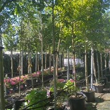 Quercus robur - Baum, H C 35 8- 10