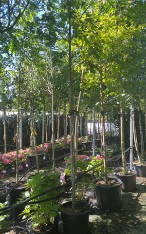 Quercus robur - Baum