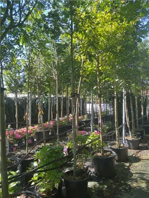 Stieleiche - Quercus robur - Baum