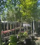 Stieleiche - Quercus robur - Baum