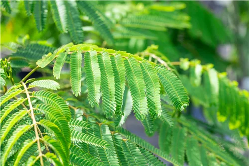 Seidenbaum 'Ombrella' - Albizia julibrissin 'Ombrella'