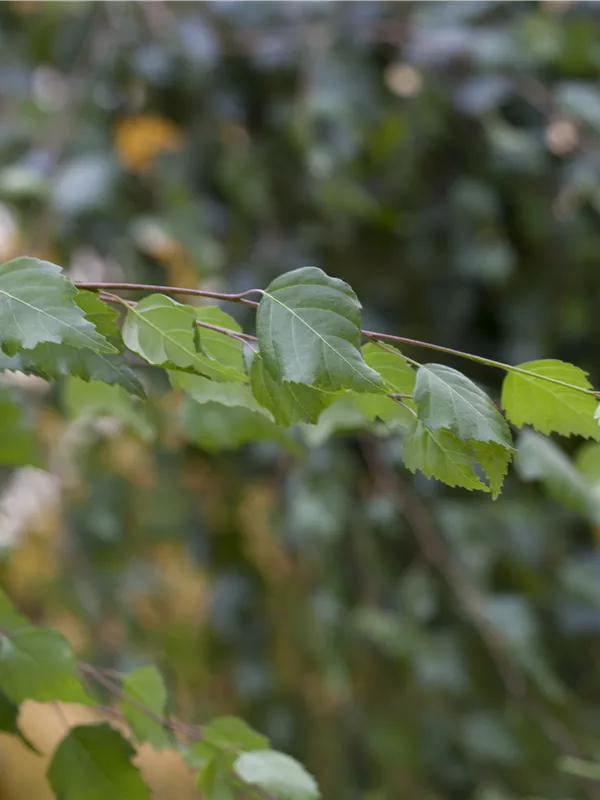 Sandbirke - Betula pendula - Formgehölze